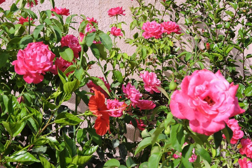 Aristomenis Studios Vlachata Dış mekan fotoğraf